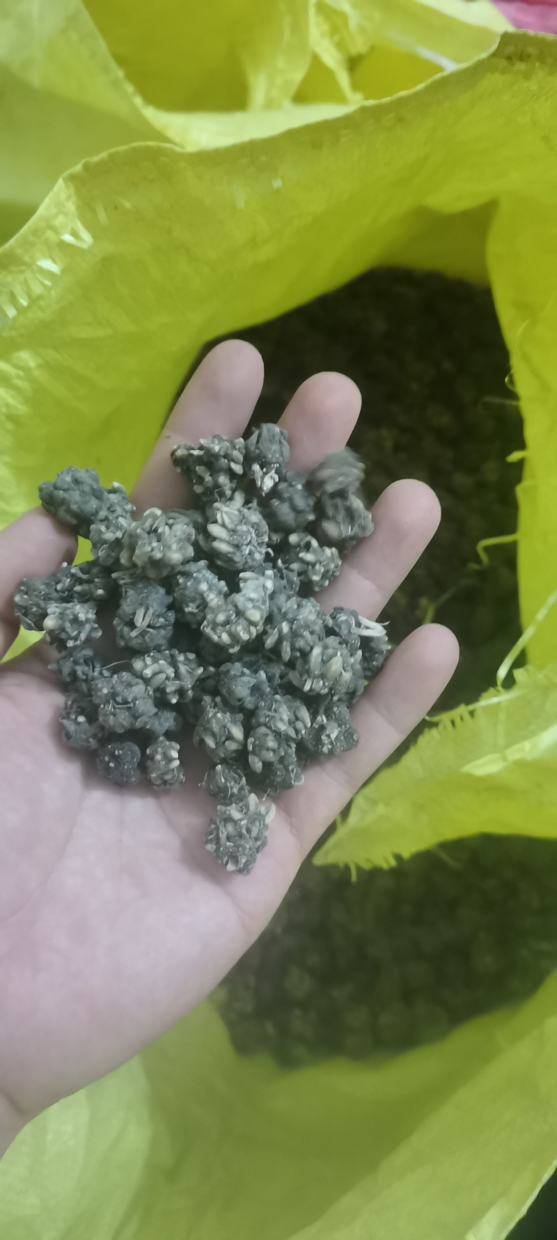 尖爪猫爪草水洗干货