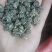 尖爪猫爪草水洗干货