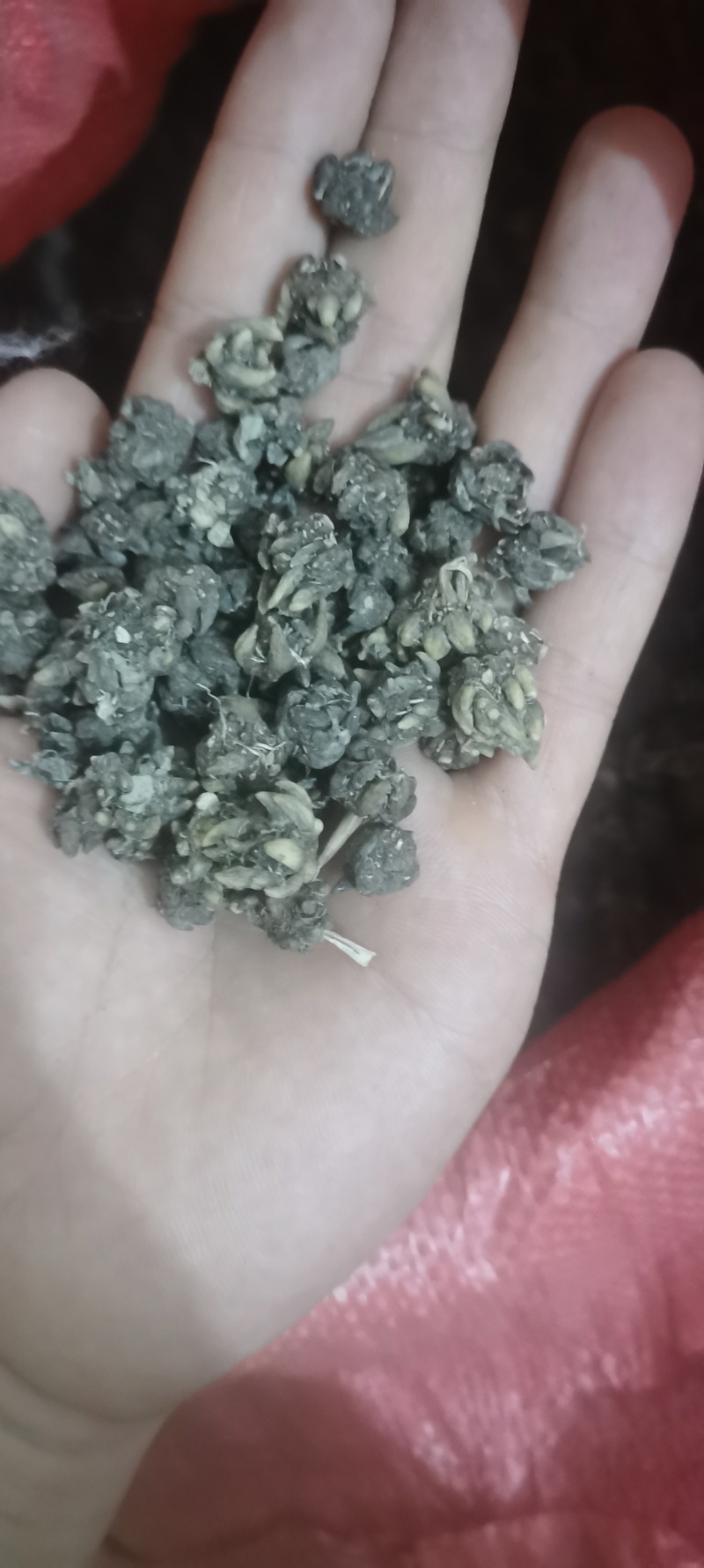 尖爪猫爪草水洗干货