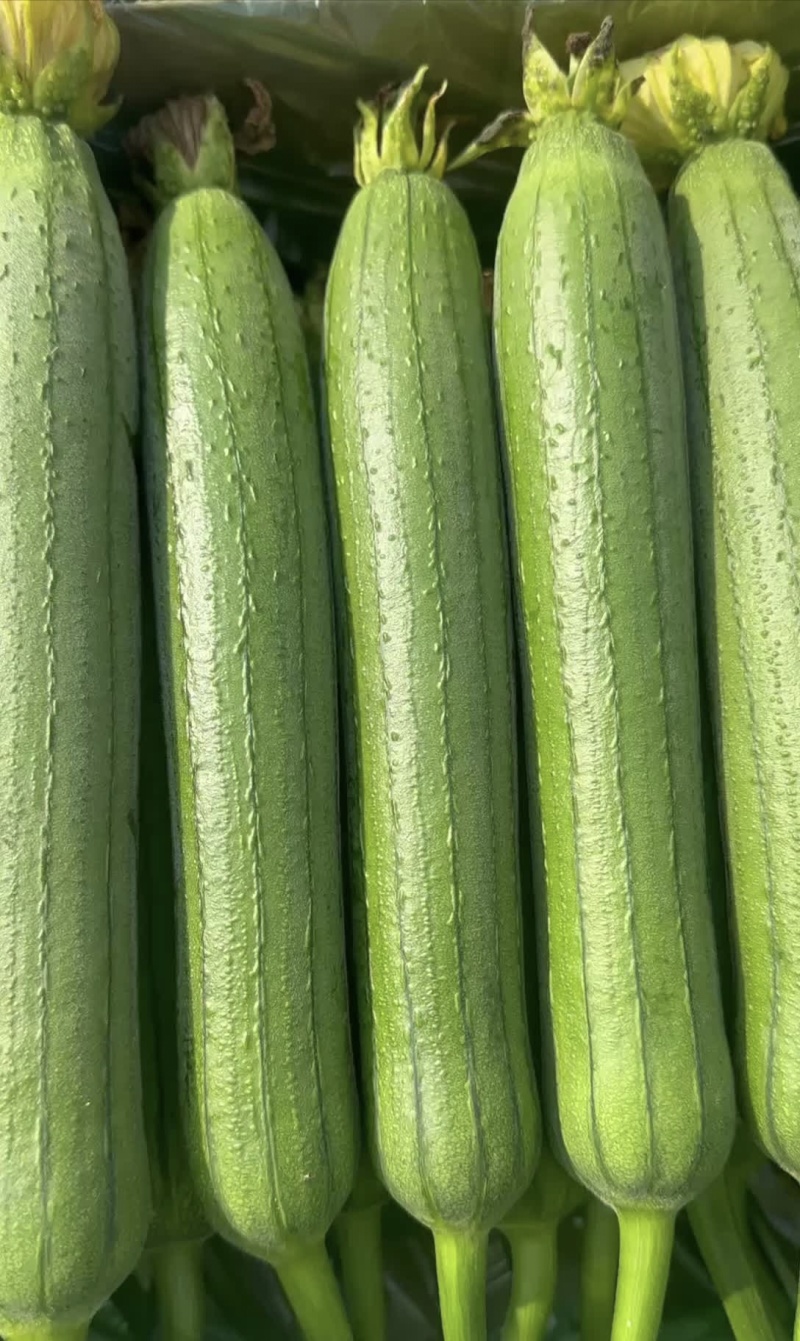 丝瓜