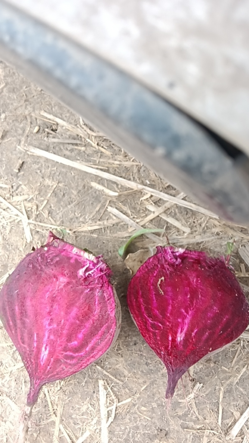 甜菜