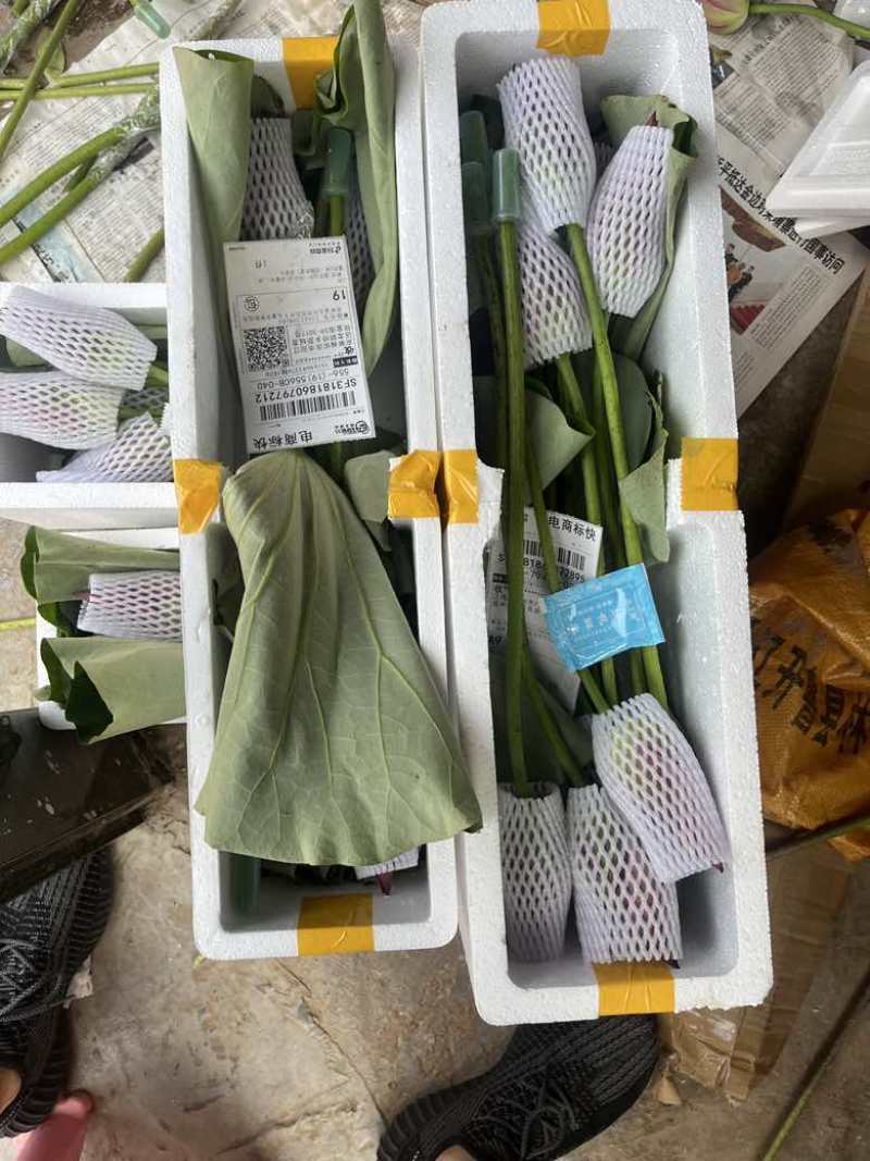 湖南荷花大量上市中