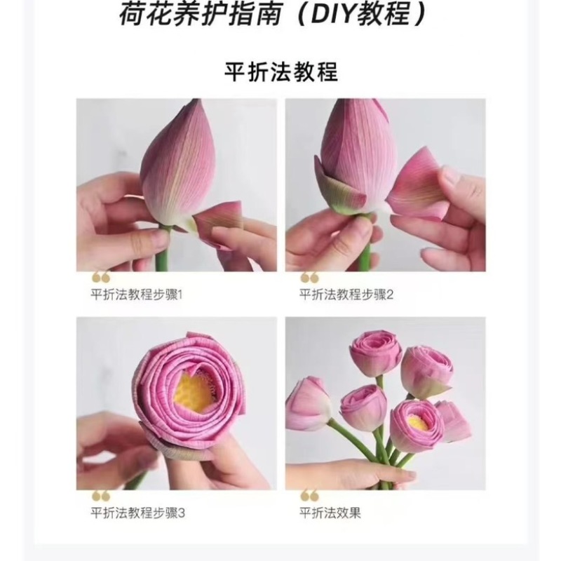 湖南荷花大量上市中