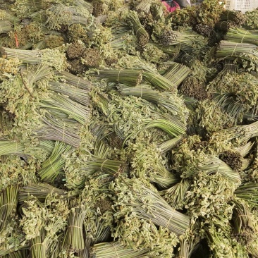 云南大理新鲜撅菜