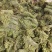云南大理新鲜撅菜