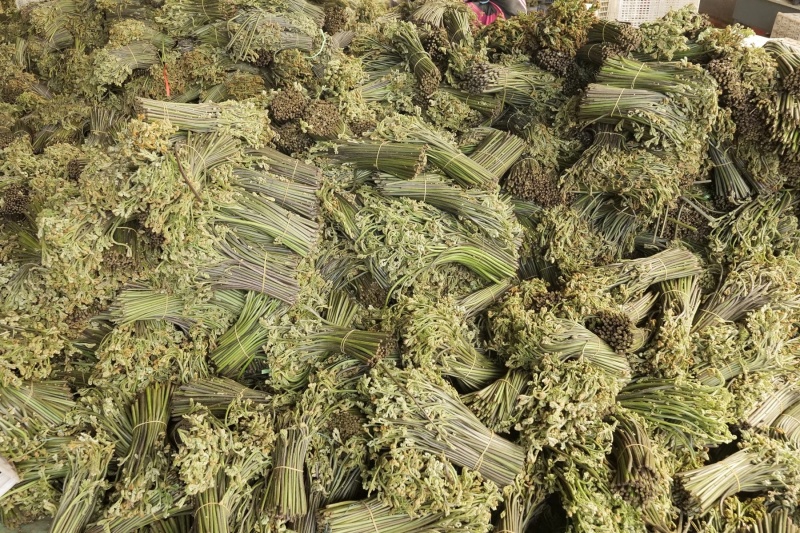 云南大理新鲜撅菜