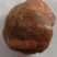新疆鸡宝