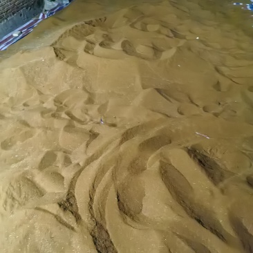 野生麦篙种子