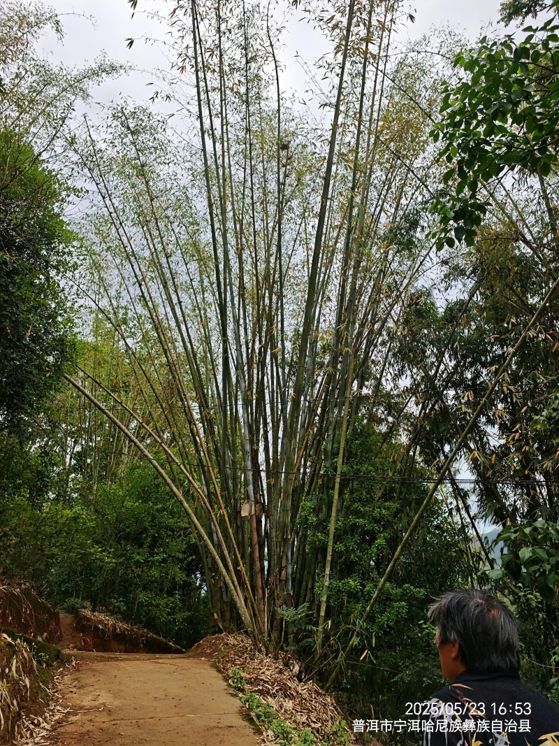 云南楠竹