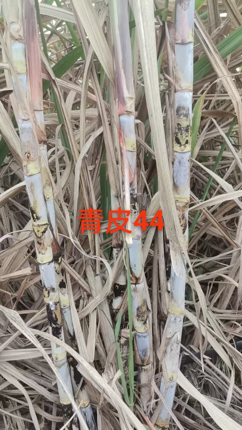 秋值甘蔗种：桂糖青皮44、柳城1541、桂糖55、壮糖6