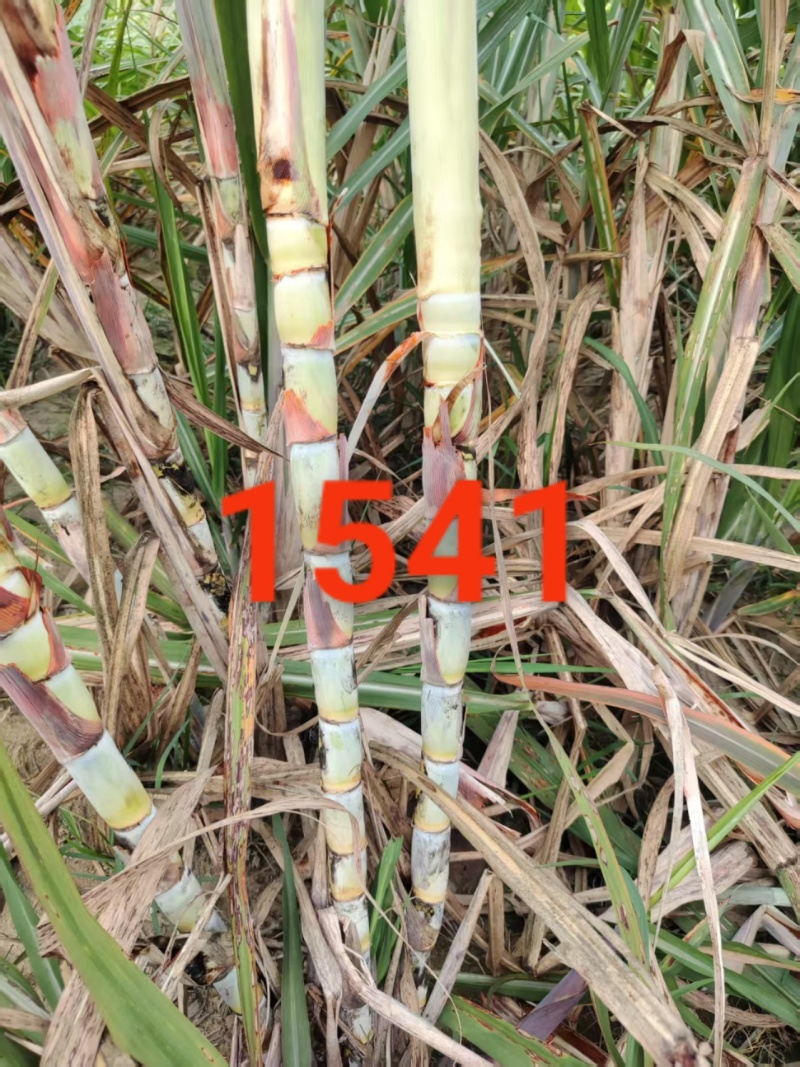 秋值甘蔗种：桂糖青皮44、柳城1541、桂糖55、壮糖6