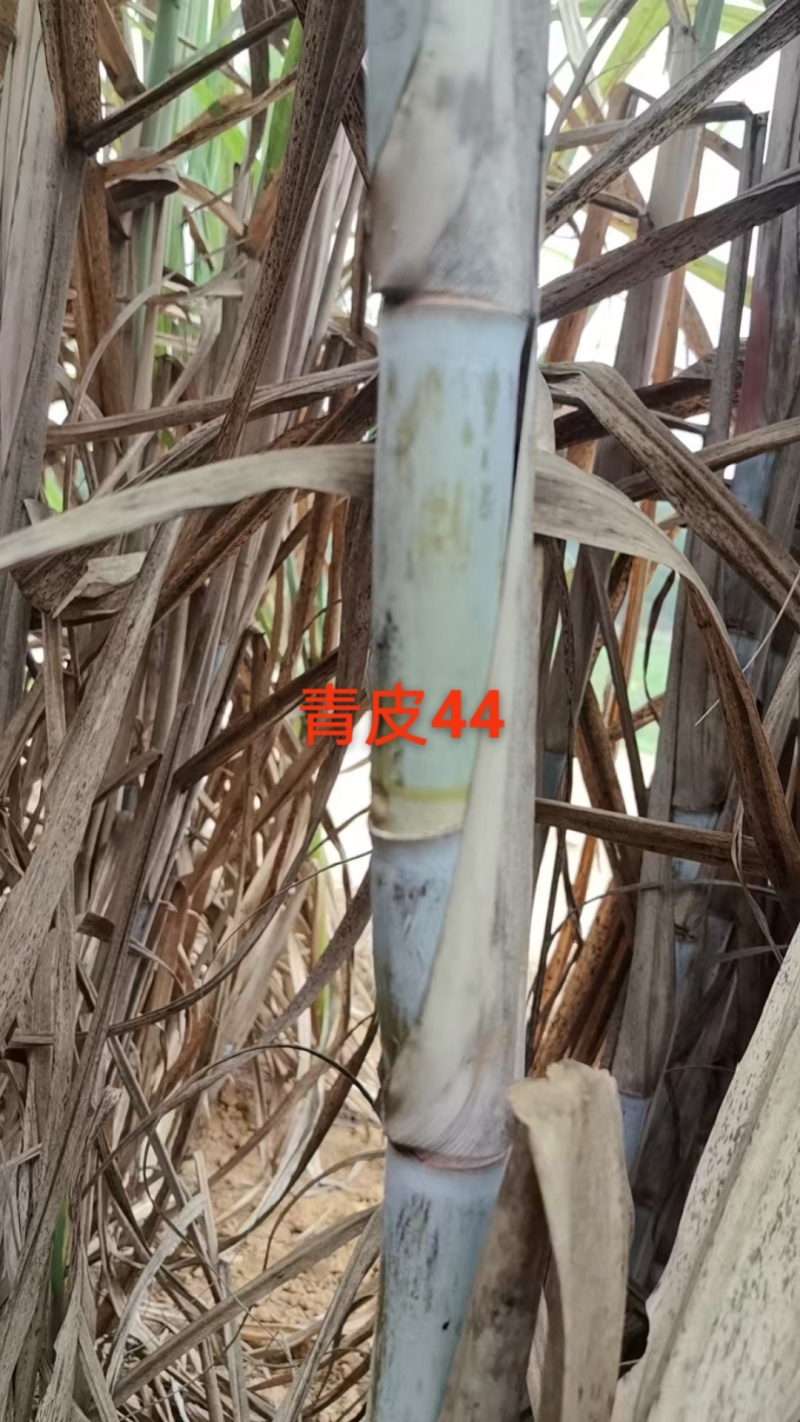 秋值甘蔗种：桂糖青皮44、柳城1541、桂糖55、壮糖6