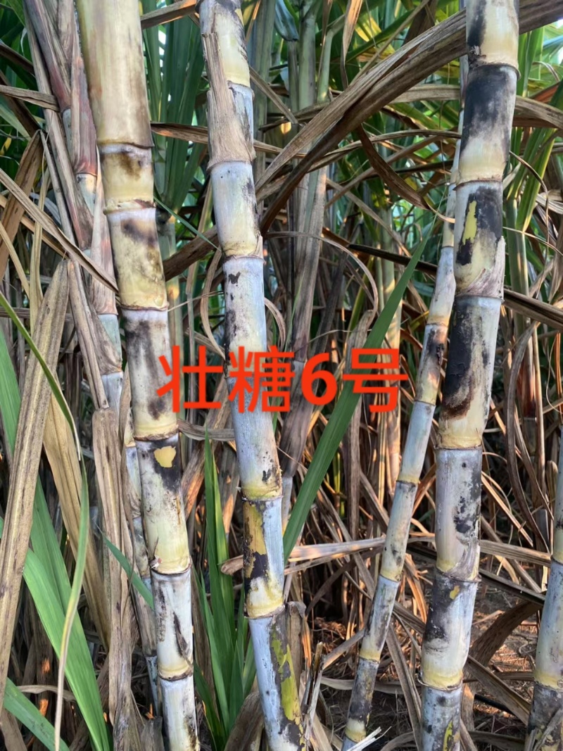 秋值甘蔗种：桂糖青皮44、柳城1541、桂糖55、壮糖6