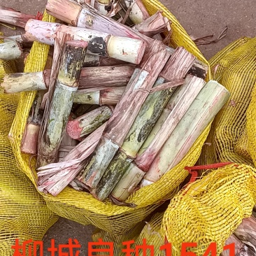 秋值甘蔗种：桂糖青皮44、柳城1541、桂糖55、壮糖6