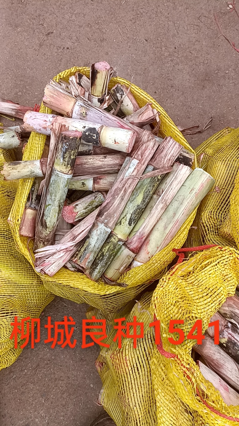秋值甘蔗种：桂糖青皮44、柳城1541、桂糖55、壮糖6