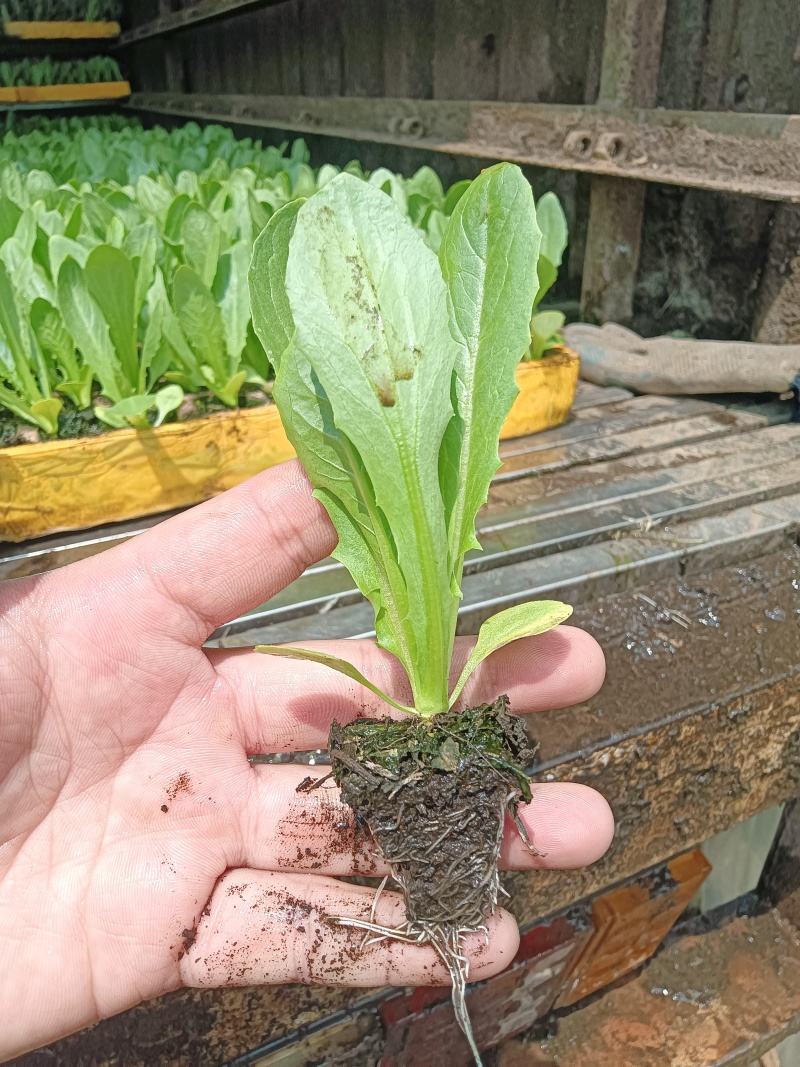 油麦菜苗