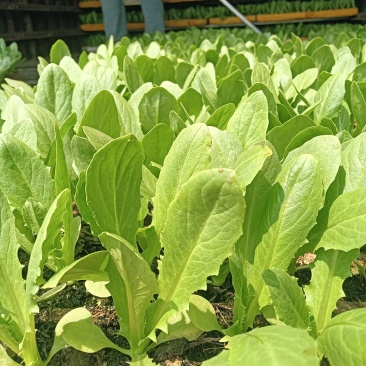 油麦菜苗
