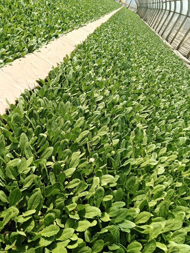 油麦菜苗