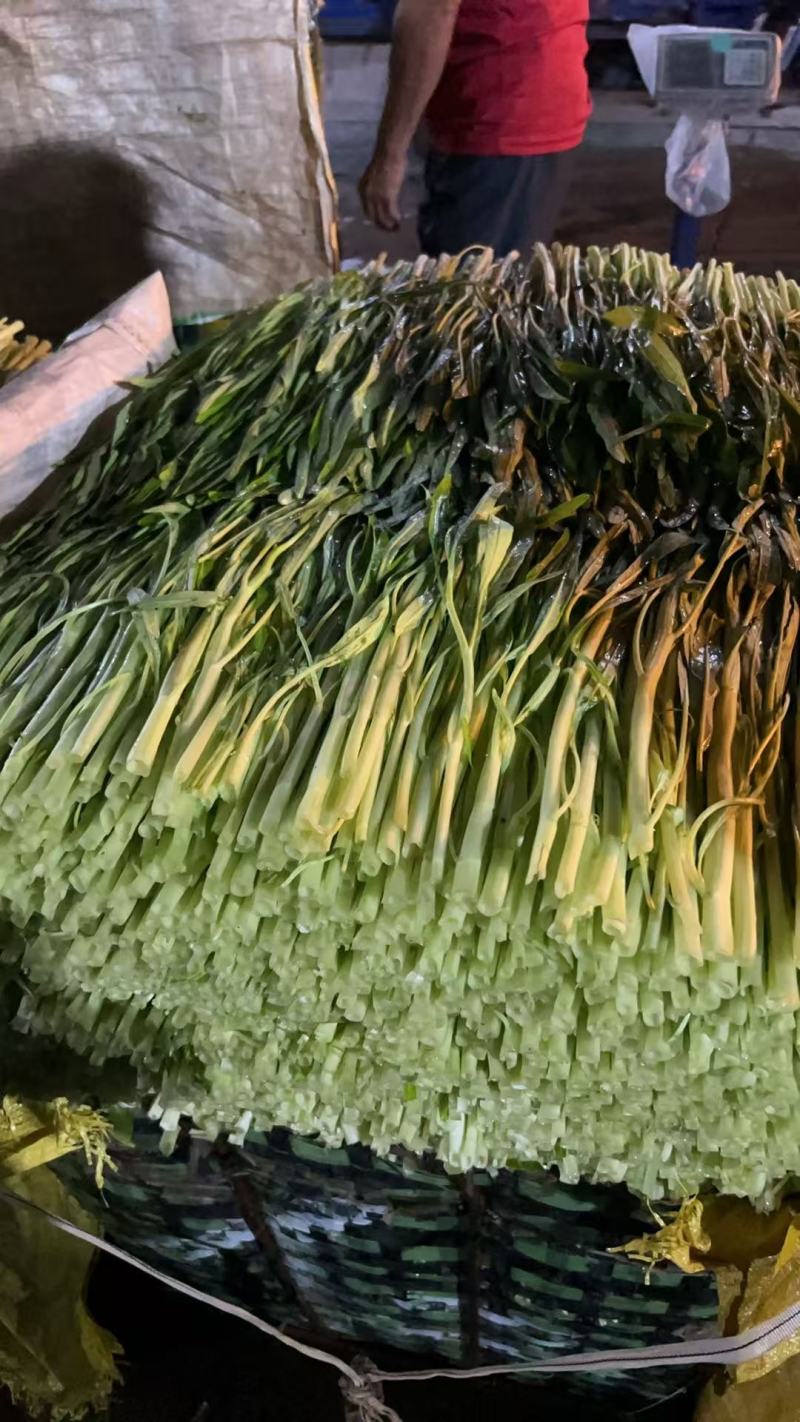 白通菜