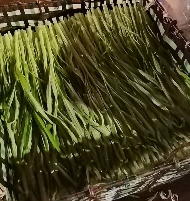 白通菜