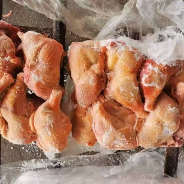二级种鸡排腿2吨