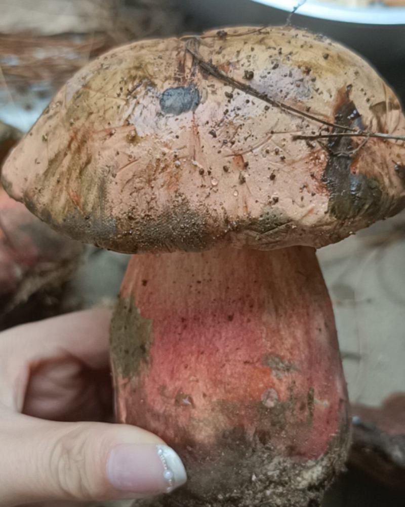 野生菌子