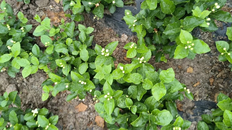 茉莉花