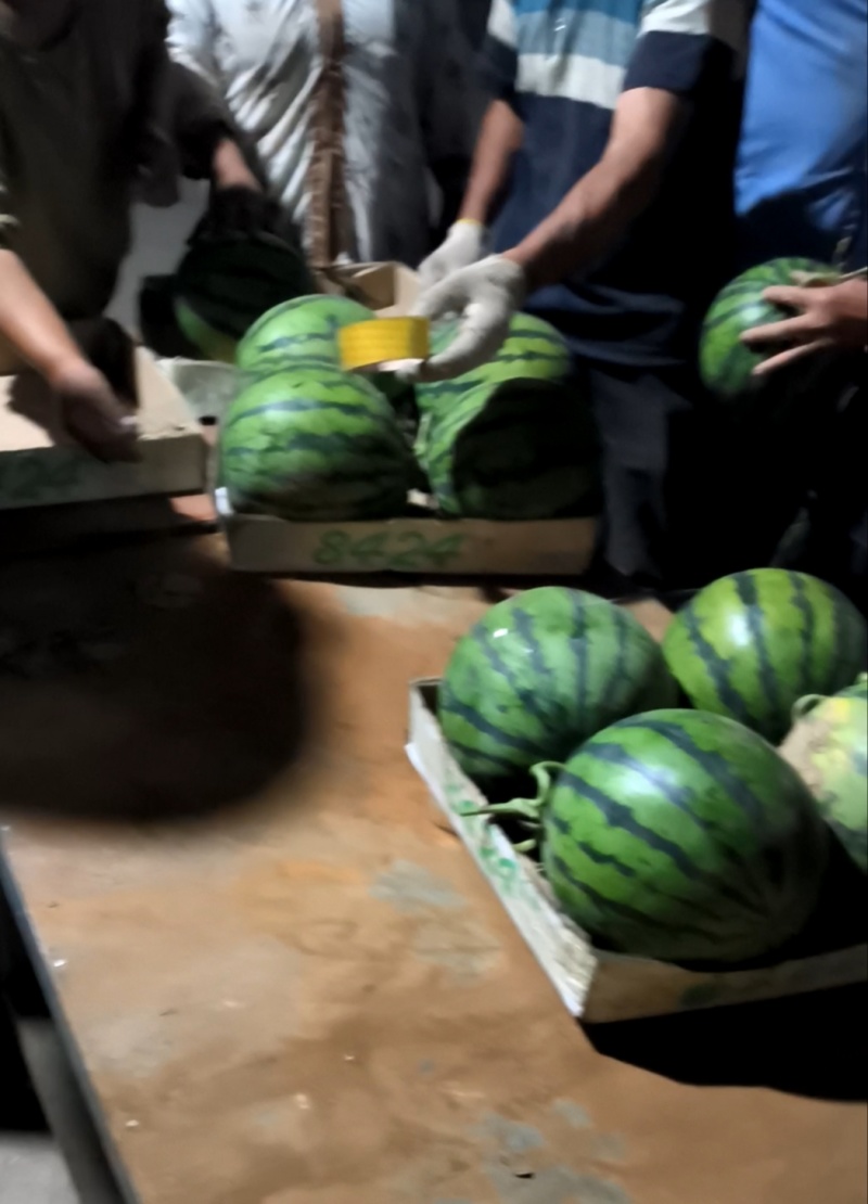 瓜地现摘精品美都西瓜