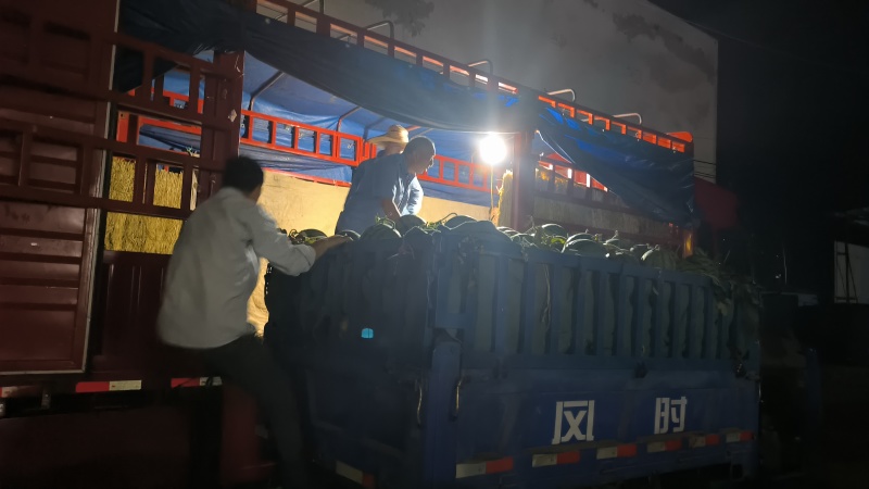 瓜地现摘精品美都西瓜