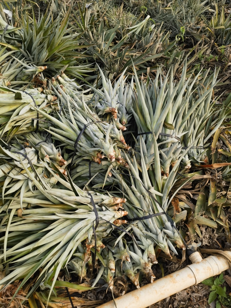 水蜜桃凤梨苗，芒果凤梨苗