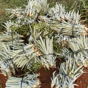 水蜜桃凤梨苗，芒果凤梨苗