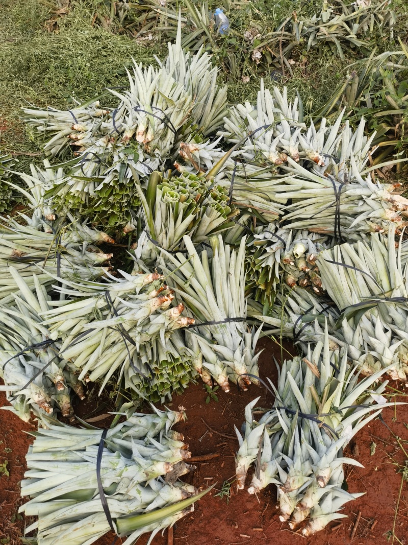 水蜜桃凤梨苗，芒果凤梨苗