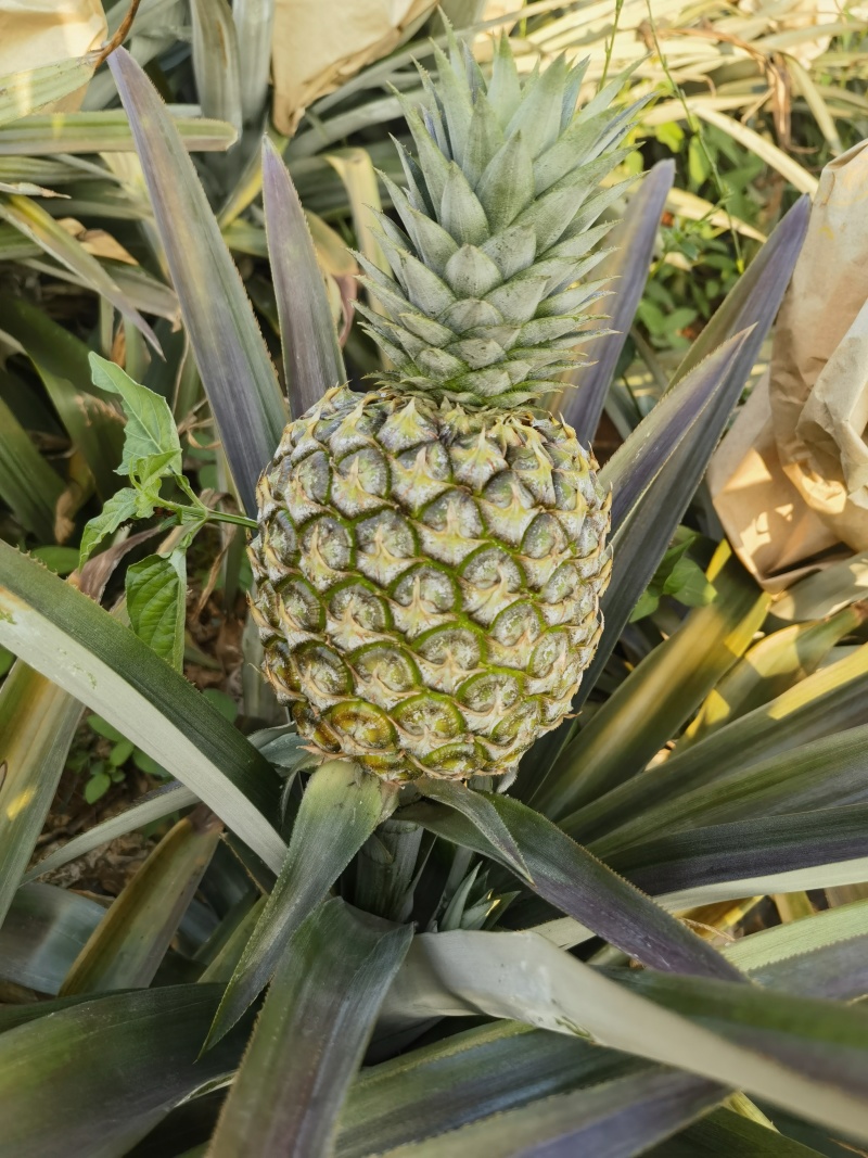 水蜜桃凤梨苗，芒果凤梨苗