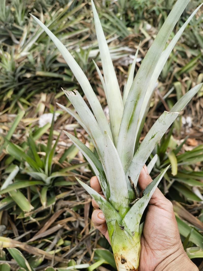 水蜜桃凤梨苗，芒果凤梨苗