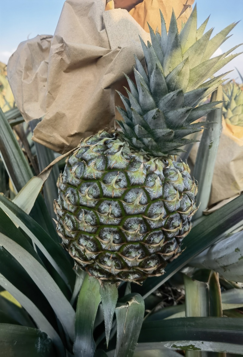 水蜜桃凤梨苗，芒果凤梨苗