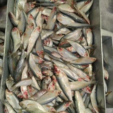 鲜冻鱼饲料