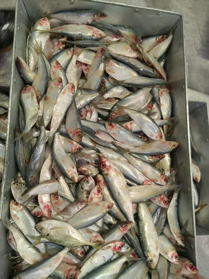 鲜冻鱼饲料