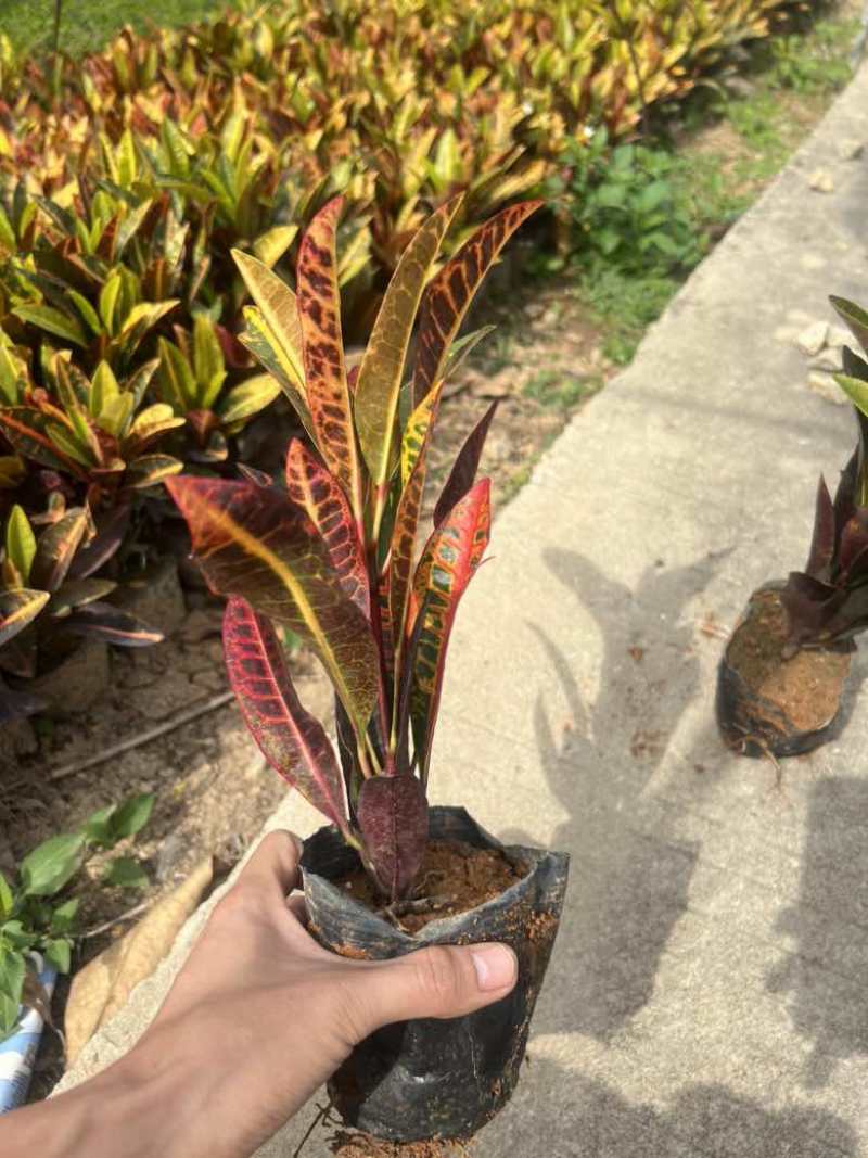 变叶木7斤袋，各种规格，大量低价出售