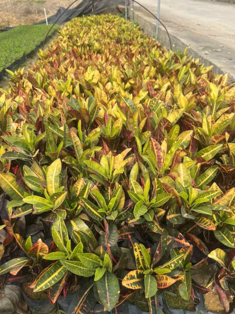 变叶木7斤袋，各种规格，大量低价出售