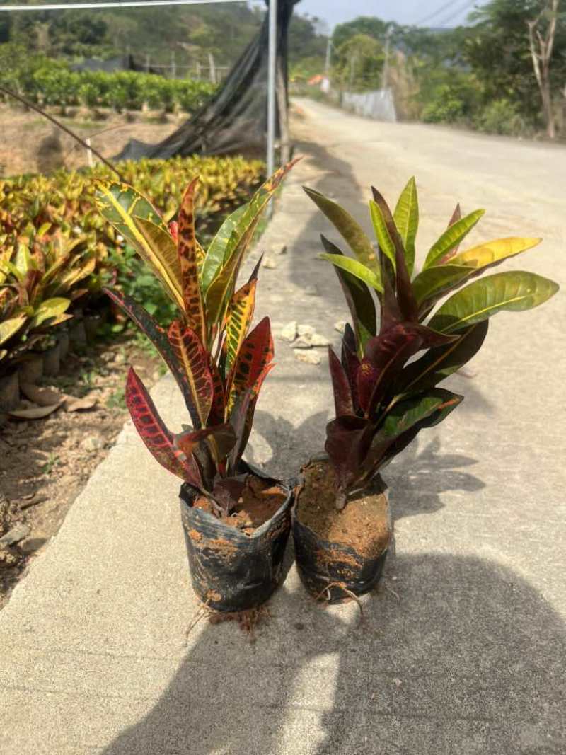 变叶木7斤袋，各种规格，大量低价出售