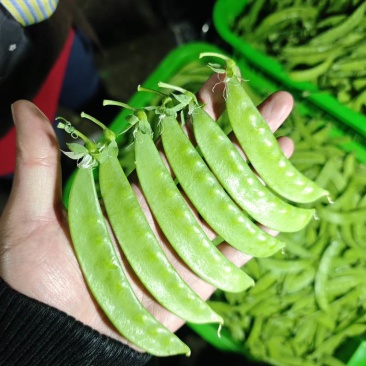 四季供货荷兰豆产地直发源头基地价格优惠欢迎咨询