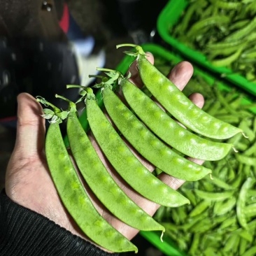 四季供货荷兰豆产地直发源头基地价格优惠欢迎咨询