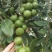 云南西双版纳夏威夷果澳洲坚果8000亩种植基地产量大品种优
