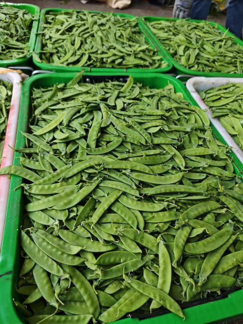 【荷兰豆】全年供应源头基地一手价格电商好货精品皆有