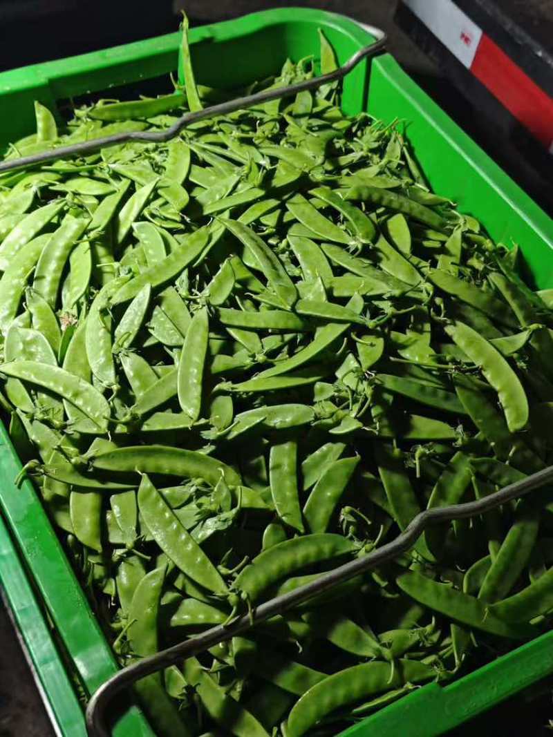 【荷兰豆】全年供应源头基地一手价格电商好货精品皆有