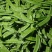 【荷兰豆】全年供应源头基地一手价格电商好货精品皆有