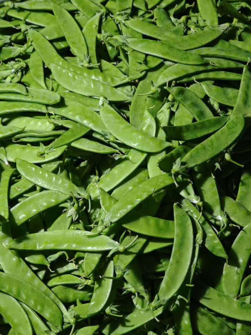 【荷兰豆】全年供应源头基地一手价格电商好货精品皆有