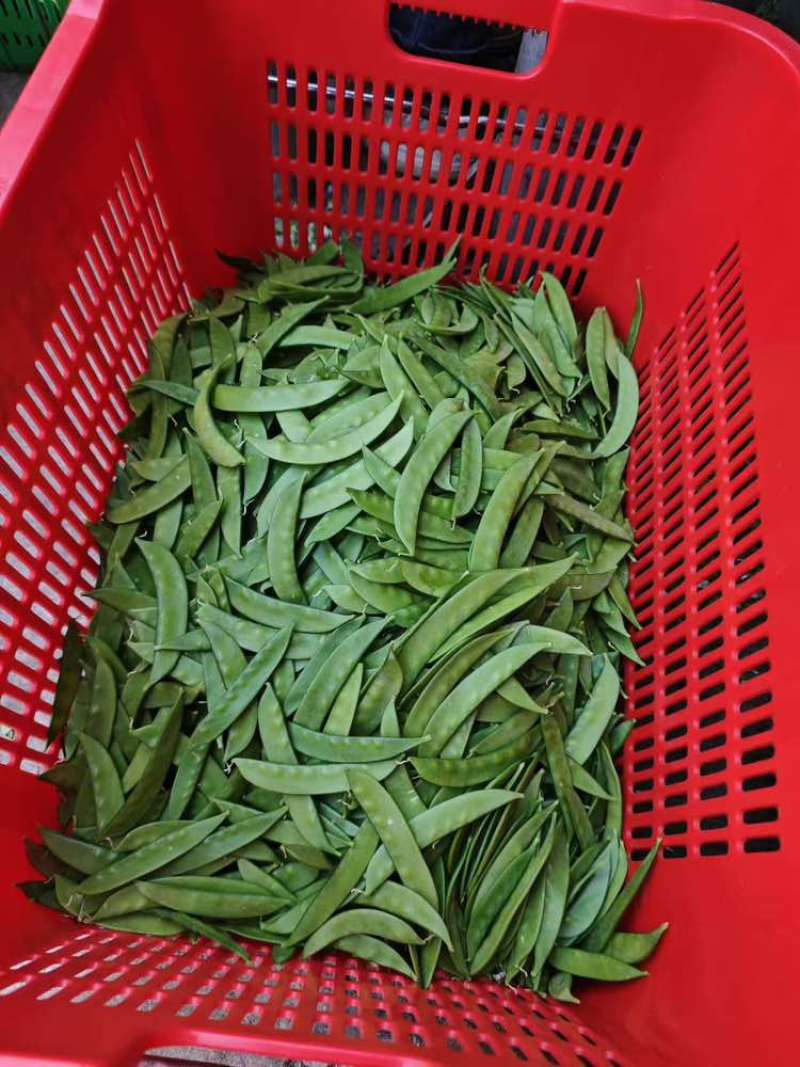 【荷兰豆】全年供应源头基地一手价格电商好货精品皆有