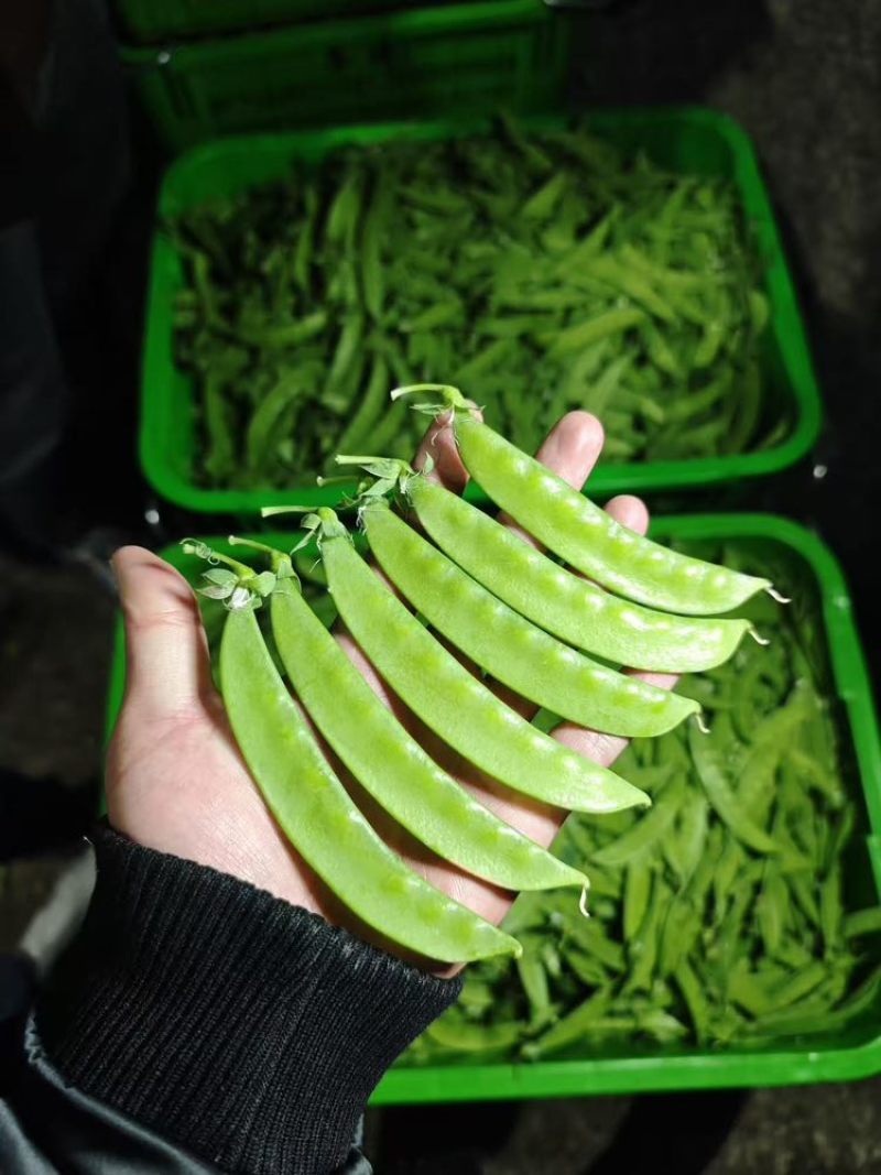 【荷兰豆】全年供应源头基地一手价格电商好货精品皆有
