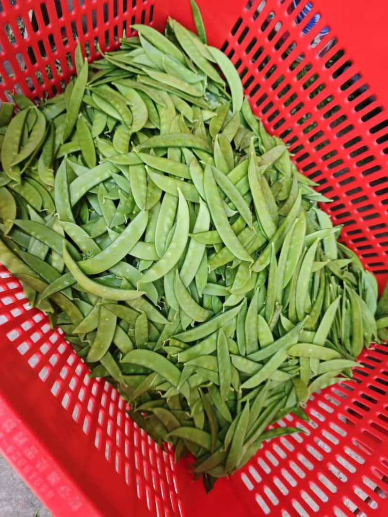 【荷兰豆】全年供应源头基地一手价格电商好货精品皆有